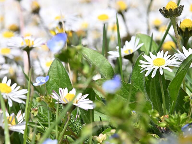 Wiese mit Gänseblümchen