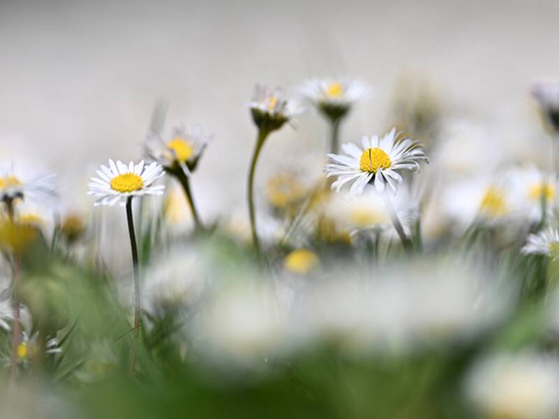 Wiese mit Gänseblümchen